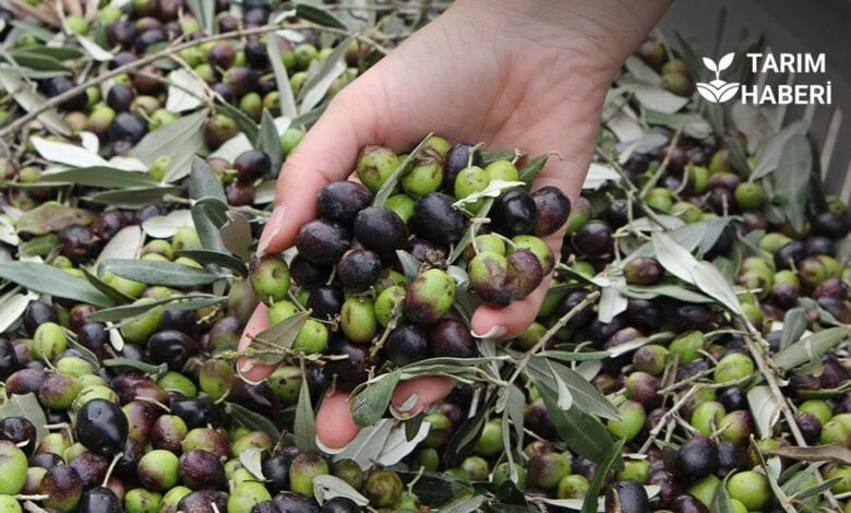 Marmarabirlik 2025-2026 zeytin alım fiyatlarını açıkladı.