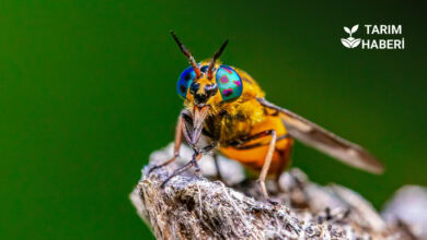 Nokra hastalığı nedir, nasıl mücadele edilir