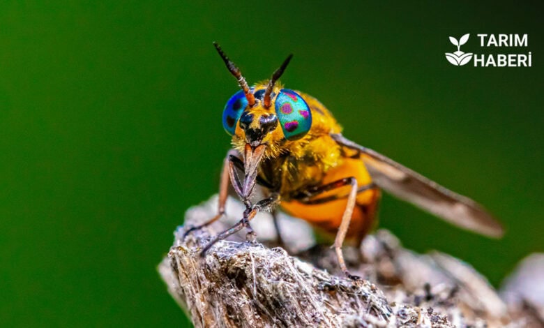 Nokra hastalığı nedir, nasıl mücadele edilir