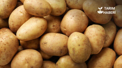 Patateste fiyat farkı arttı, girdi maliyetleri yükseldi