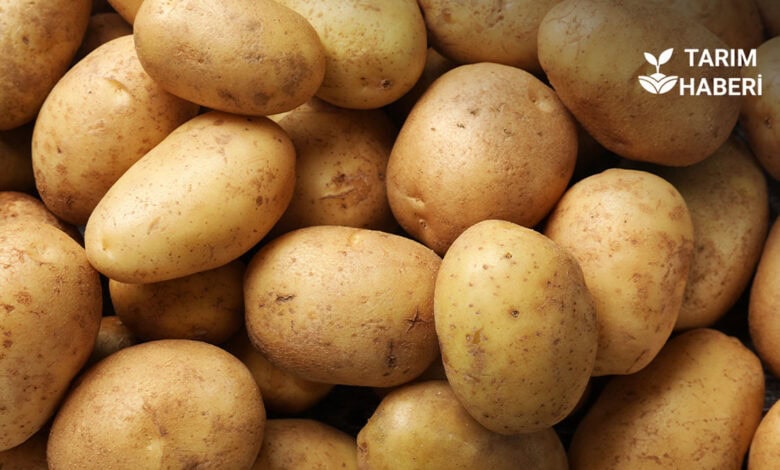 Patateste fiyat farkı arttı, girdi maliyetleri yükseldi