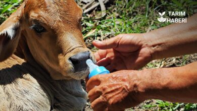 Prematüre buzağı bakımı ve beslenmesi