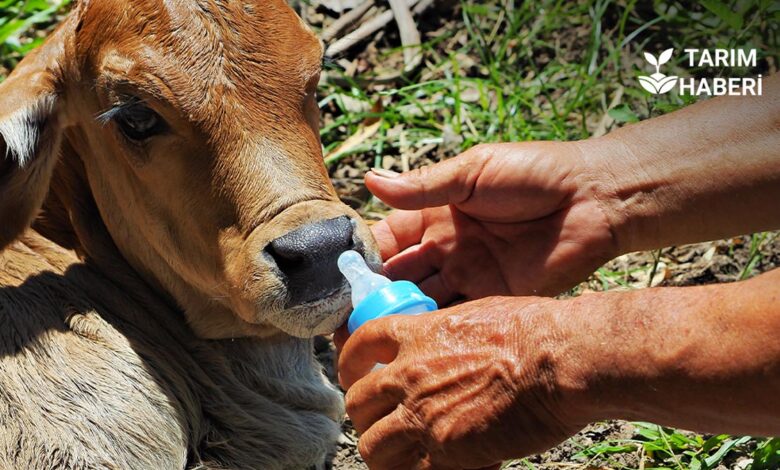 Prematüre buzağı bakımı ve beslenmesi
