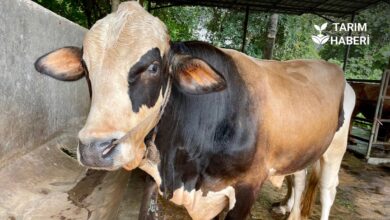 Süt sığırcılığında vücut kondisyon skoru nedir