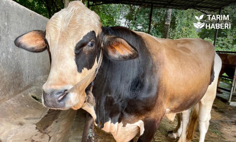 Süt sığırcılığında vücut kondisyon skoru nedir