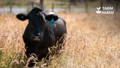 Tarım ve Orman Bakanlığı’ndan şap hastalığı ile İlgili önemli duyuru