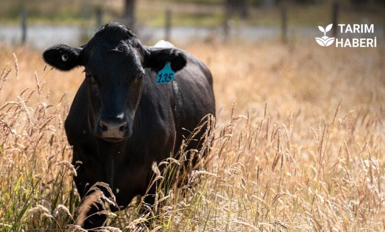 Tarım ve Orman Bakanlığı’ndan şap hastalığı ile İlgili önemli duyuru