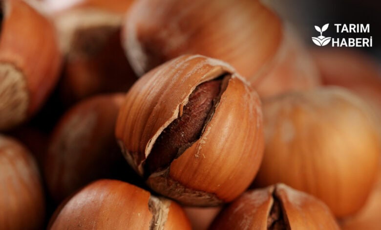 TMO’nun fındık fiyatı üreticiyi değil tekelciyi koruyor