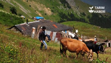 Türkiye hayvancılıkta derin krizde