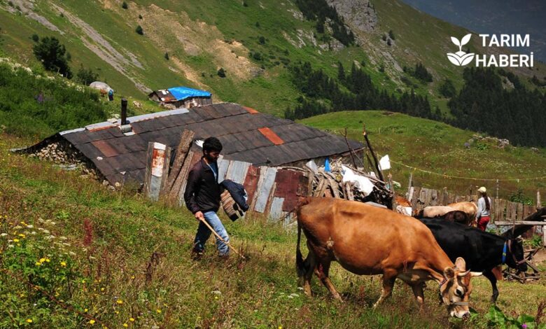 Türkiye hayvancılıkta derin krizde
