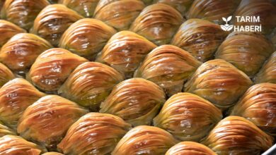 Türkiye'nin Avrupa Birliği Coğrafi İşaretli Ürünleri