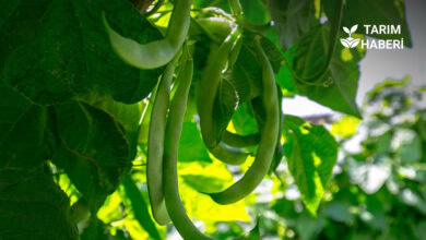 Tarım ve Orman Bakanlığı destek ödemesi başladı