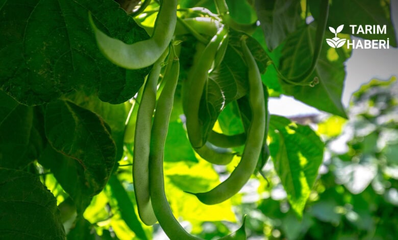 Tarım ve Orman Bakanlığı destek ödemesi başladı