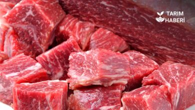 UKON Kırmızı Et Sektörü Değerlendirme Raporu’nu Yayımladı