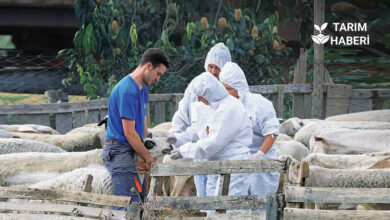 Yunanistan'da Koyun çiçek hastalığı vakası