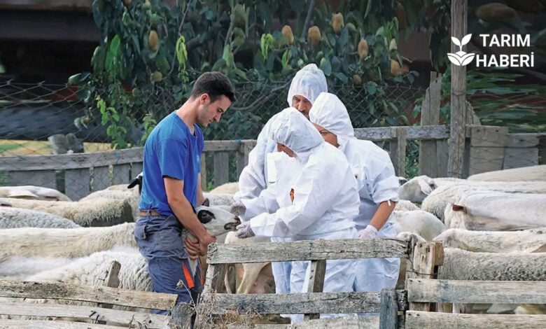 Yunanistan'da Koyun çiçek hastalığı vakası