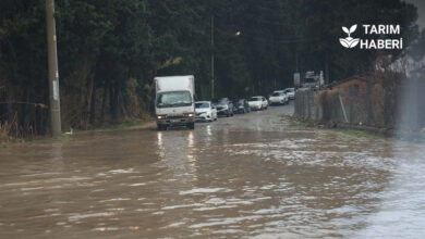 Aşırı yağışlar tarımsal üretimi vurdu