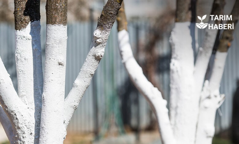 Bordo bulamacı nasıl yapılır?