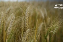 Buğday külleme hastalığı mücadelesi