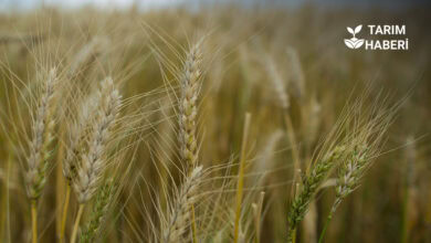 Buğday külleme hastalığı mücadelesi