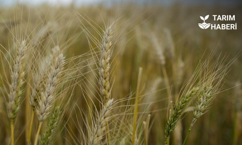 Buğday külleme hastalığı mücadelesi