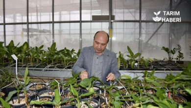 COP31'de tarım teknolojileri öne çıkacak