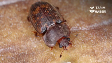 Ekşilik Böceği mücadele yöntemleri