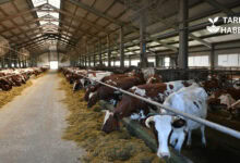 2026 hastalıktan ari işletme destekleri