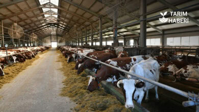 2026 hastalıktan ari işletme destekleri