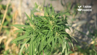 Kenevir yetiştiriciliği izni