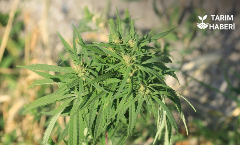 Kenevir yetiştiriciliği izni