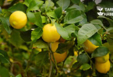 Limon ağacı hastalık ve zararlı mücadelesi