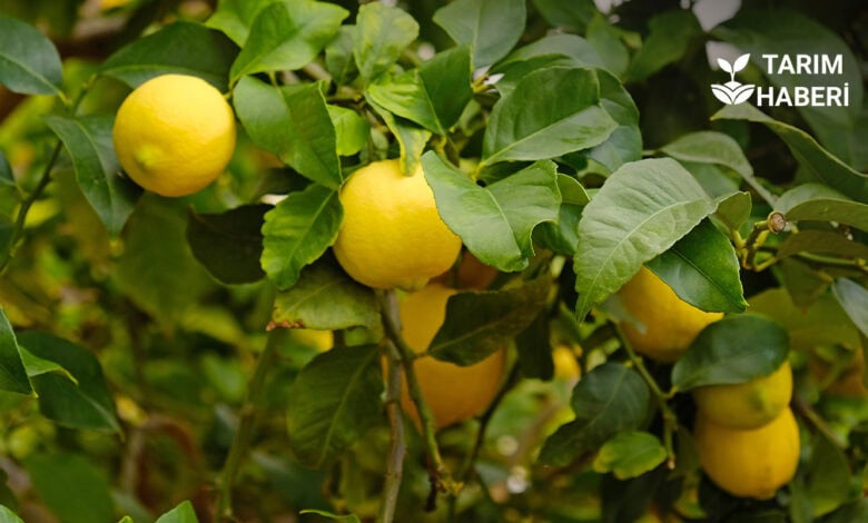 Limon ağacı hastalık ve zararlı mücadelesi
