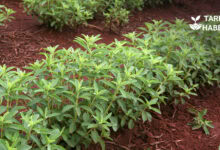 Para kazandıran tarım ürünleri