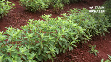 Para kazandıran tarım ürünleri