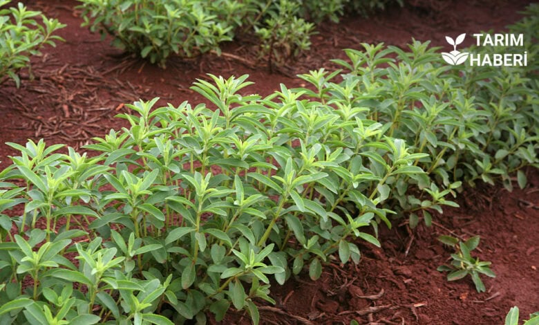 Para kazandıran tarım ürünleri