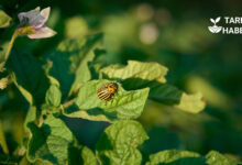 Patates böceği ile mücadele