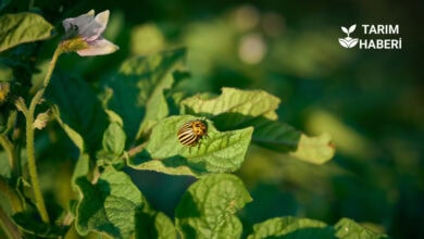 Patates böceği ile mücadele
