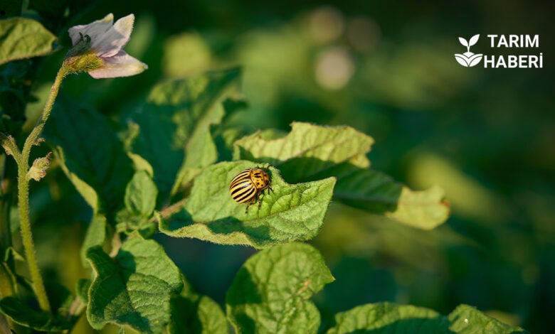 Patates böceği ile mücadele