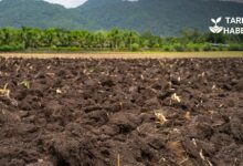 Rejeneratif tarım nedir? İlkeleri ve uygulamaları