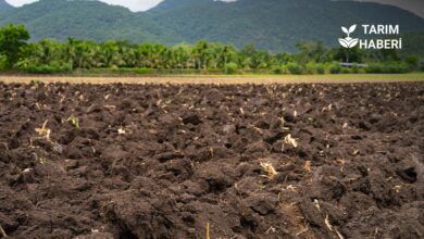 Rejeneratif tarım nedir? İlkeleri ve uygulamaları