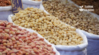 TGDF: Türkiye'nin Tarım, Gıda ve İçecek İhracatı Yüzde 1,02 Azaldı