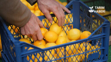 Tarım işçisi yevmiyesi arttı