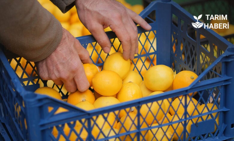 Tarım işçisi yevmiyesi arttı