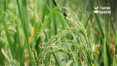 TMO çeltik alım fiyatları