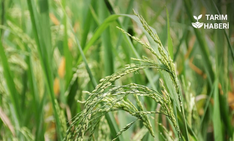 TMO çeltik alım fiyatları