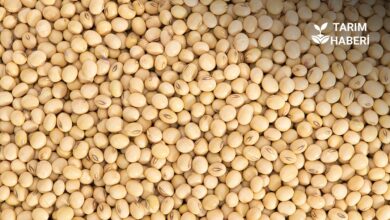 Yerli soya tohumu ıslah edildi