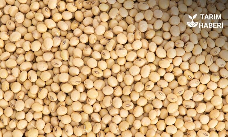 Yerli soya tohumu ıslah edildi