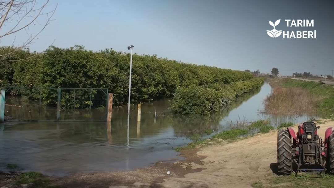 Adana'da mandalina bahçesi sular altında kaldı