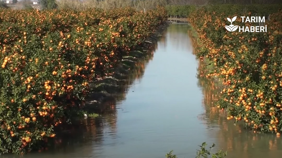 Adana'da narenciye bahçesi taşkından etkilendi